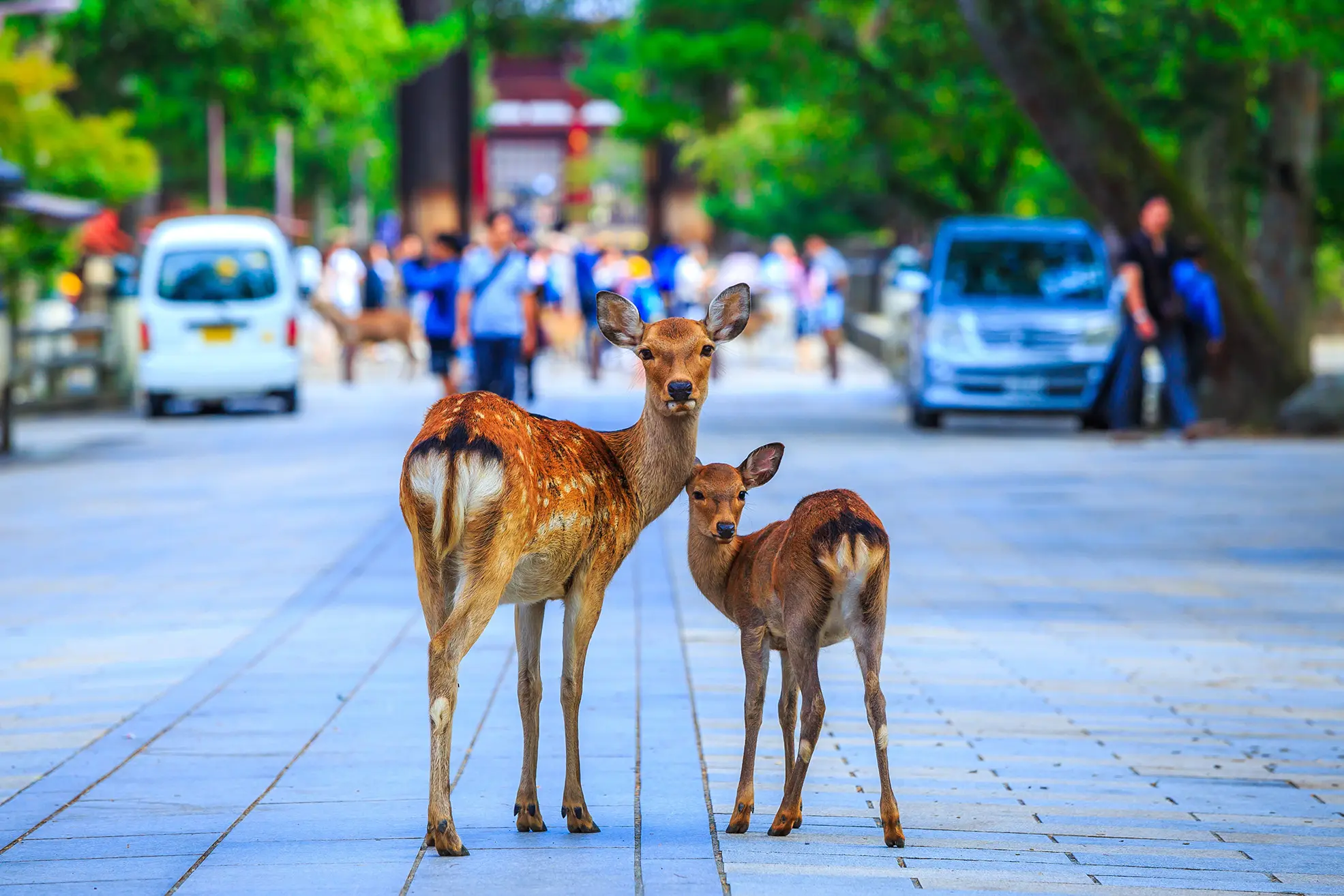 奈良公園